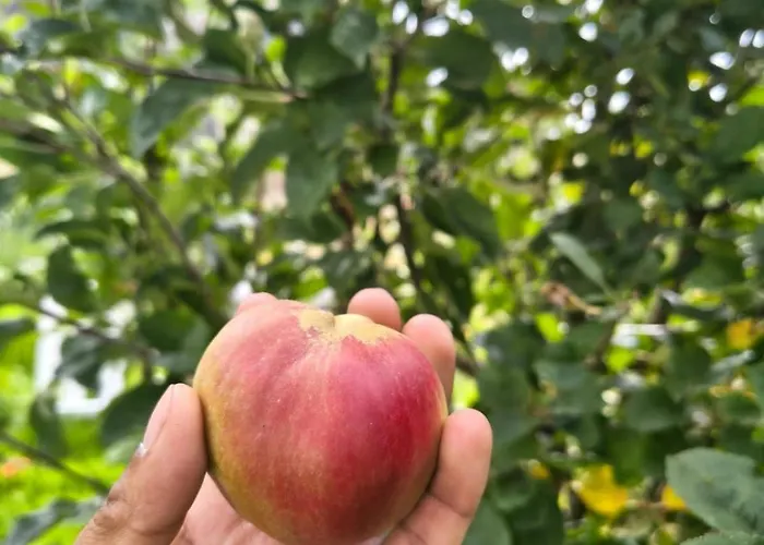 Andina Paz, Naturaleza Y Tradición Chalé *
